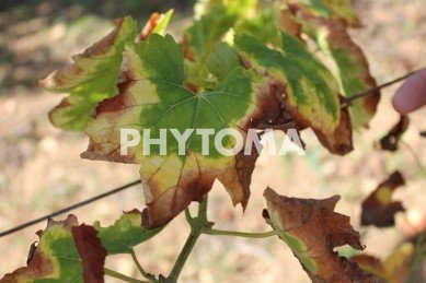 Xylella fastidiosa